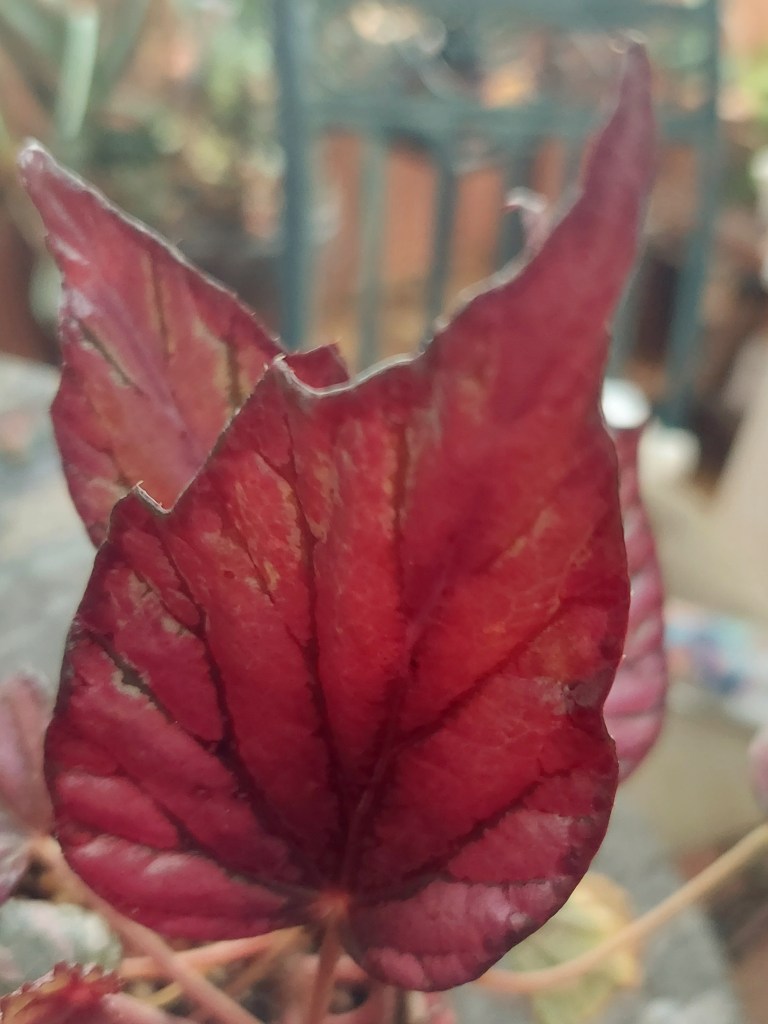 Begonia photo